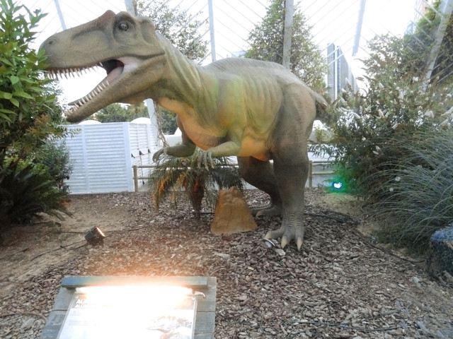Allosaurus