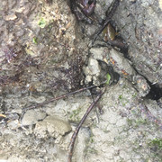 IMG-4044