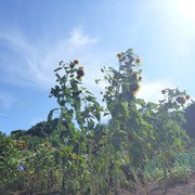 P1330983