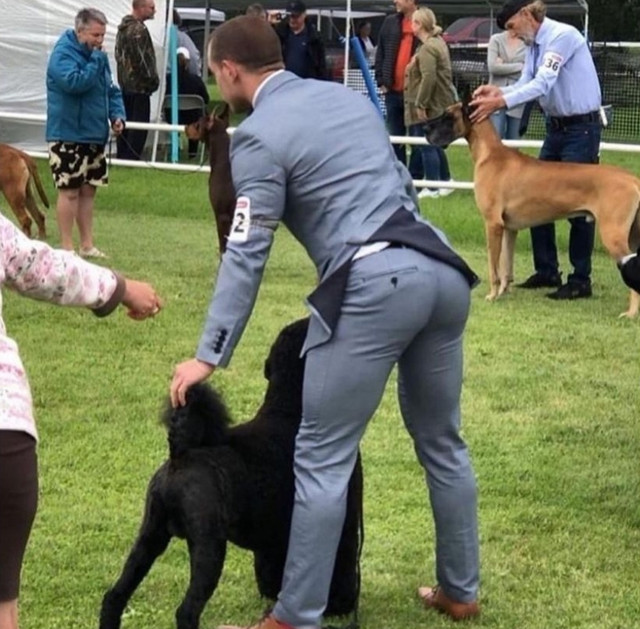 Best-in-Show