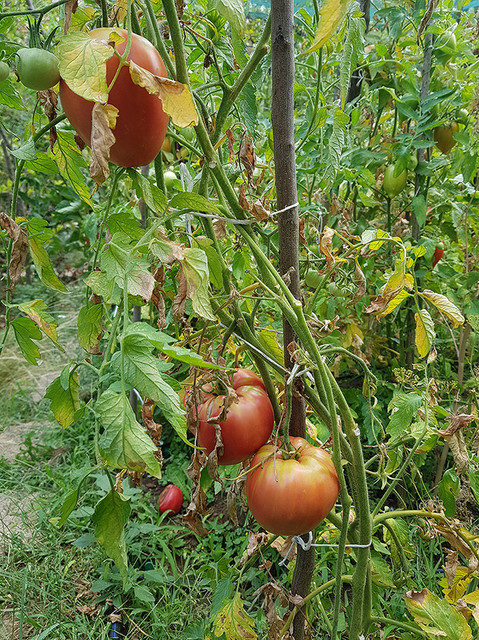 tomato6