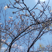 DSC-0185