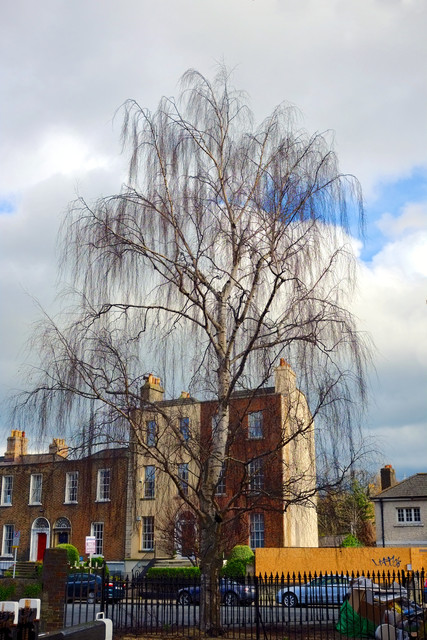 DSCF1458.jpg