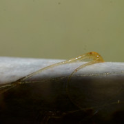 IMG-1201