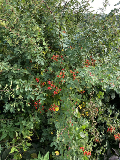 IMG-0607