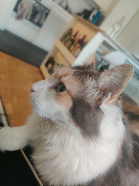 Minouch-Profil