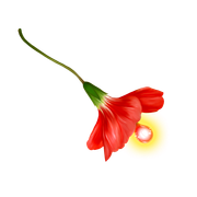 Tropical-Sunrise-99