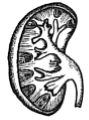 প্রশ্নের চিত্র