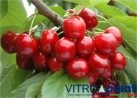 Cherry Class: Royal Helen