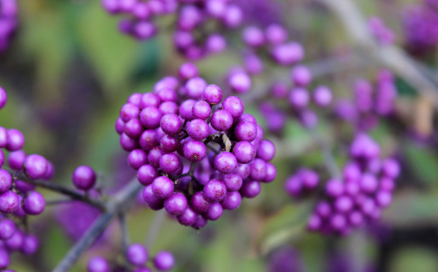 callicarpa2