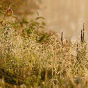 wild-grass