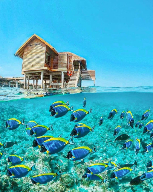 f-Maldives