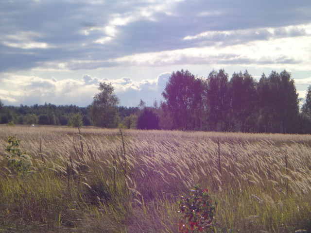 DSC00782.jpg