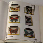 IMG-3983