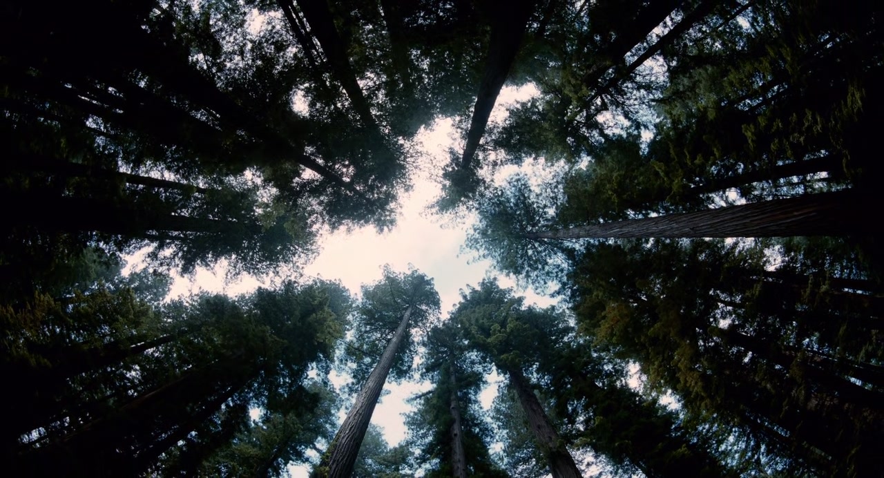 The Tree of Life Screenshot