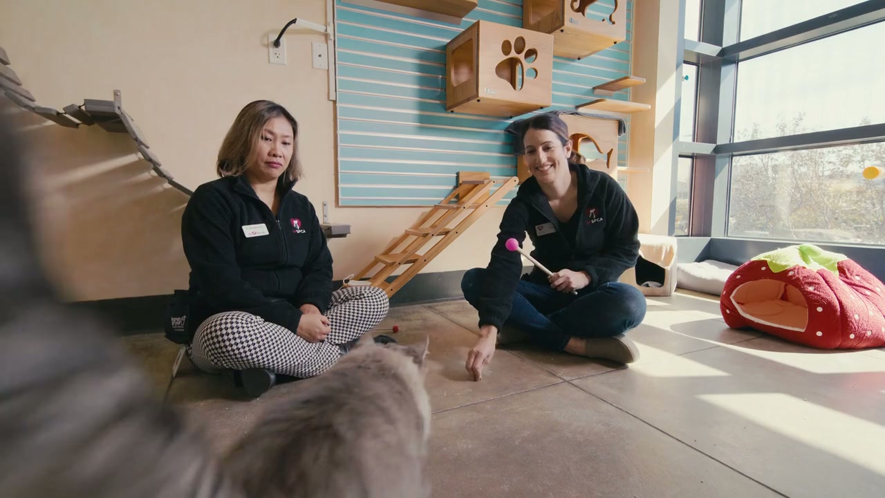 Inside the Mind of a Cat Screenshot