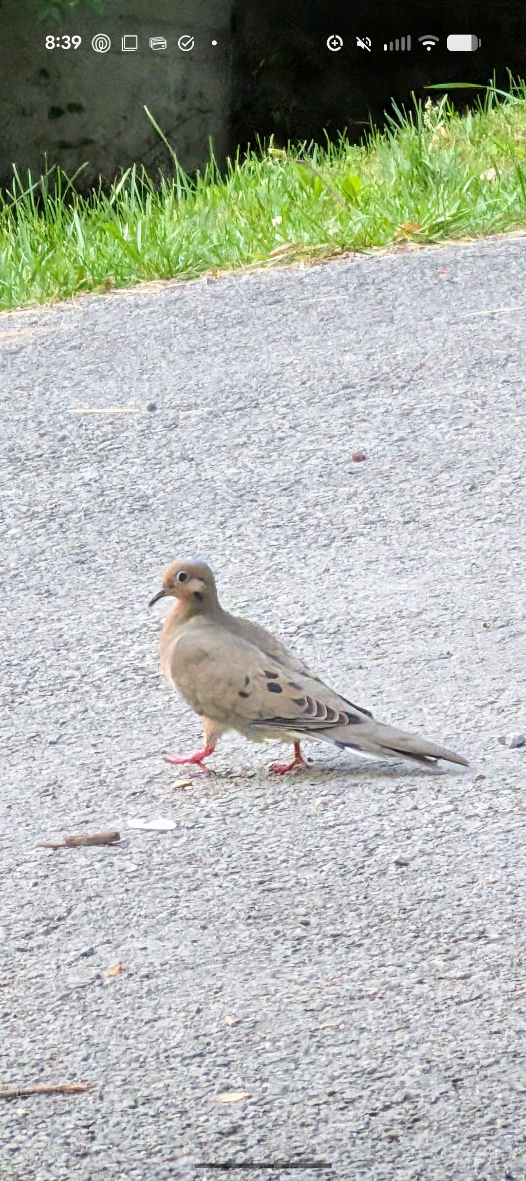 最近認識された鳥の写真