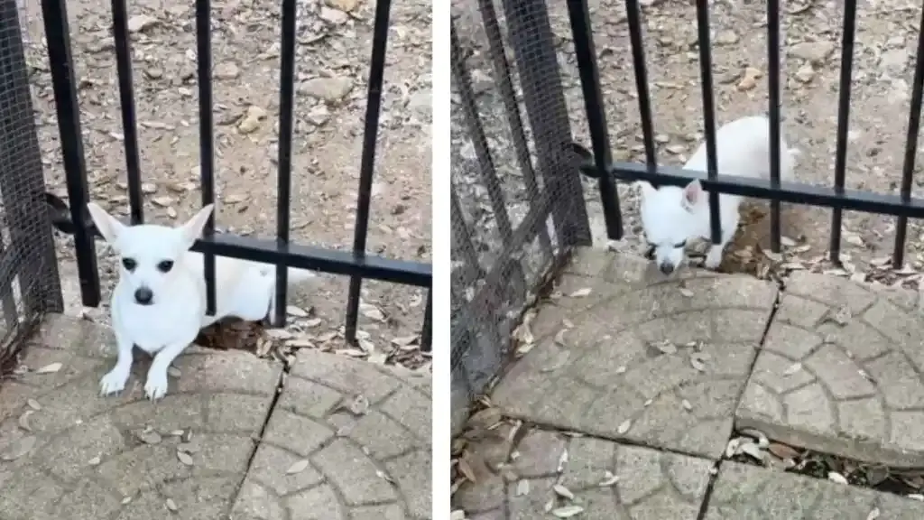 Rescued Dog Dooby Tries to Slip Away, TikTok Captures Hilarious Foiled Escape
