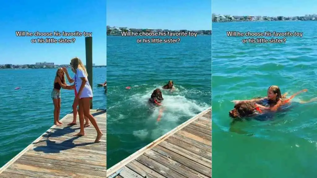 Loyal Canine Shields Young Friend