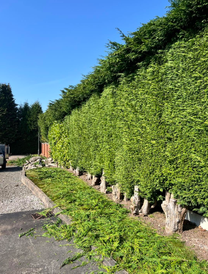 Hedge Reduction & Cleanup