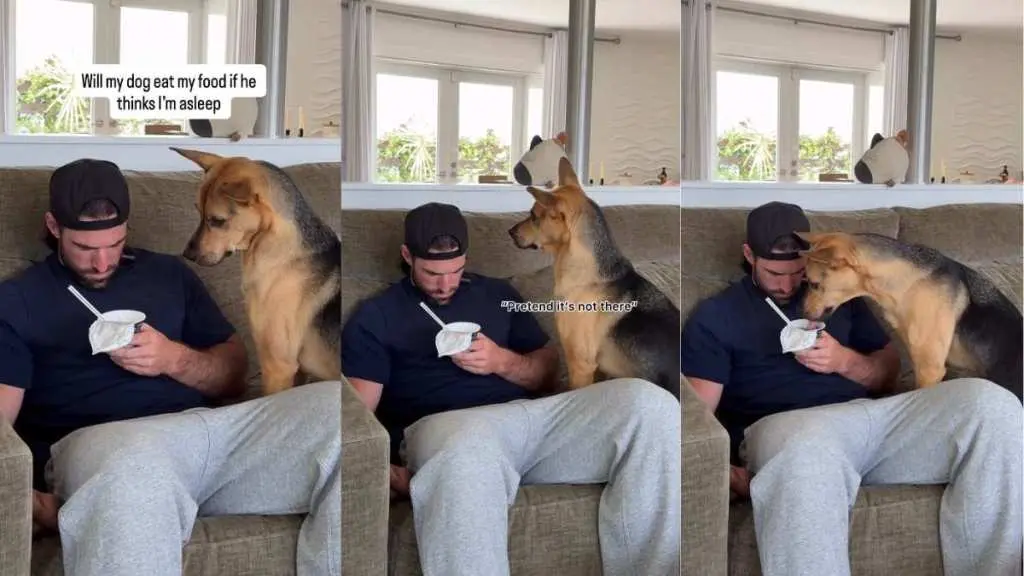 Dog Pauses Before Snacking on Sleeping Owner’s Yogurt