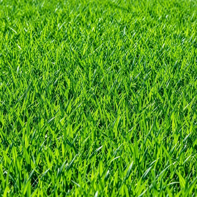 RaizVerde™ 8