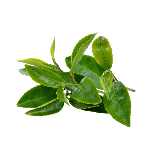 Bacopa Monnieri
