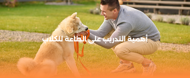 أهمية التدريب على الطاعة للكلاب