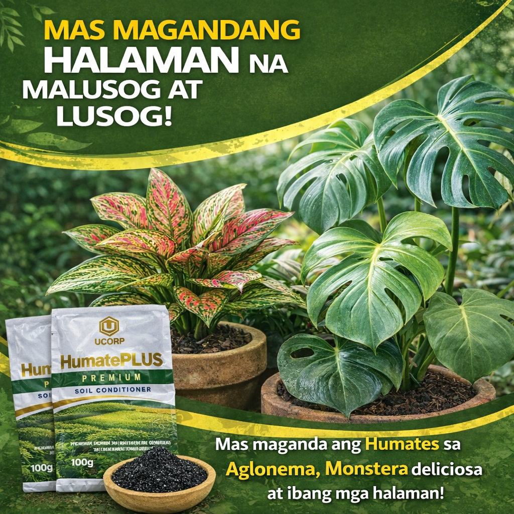Monstera