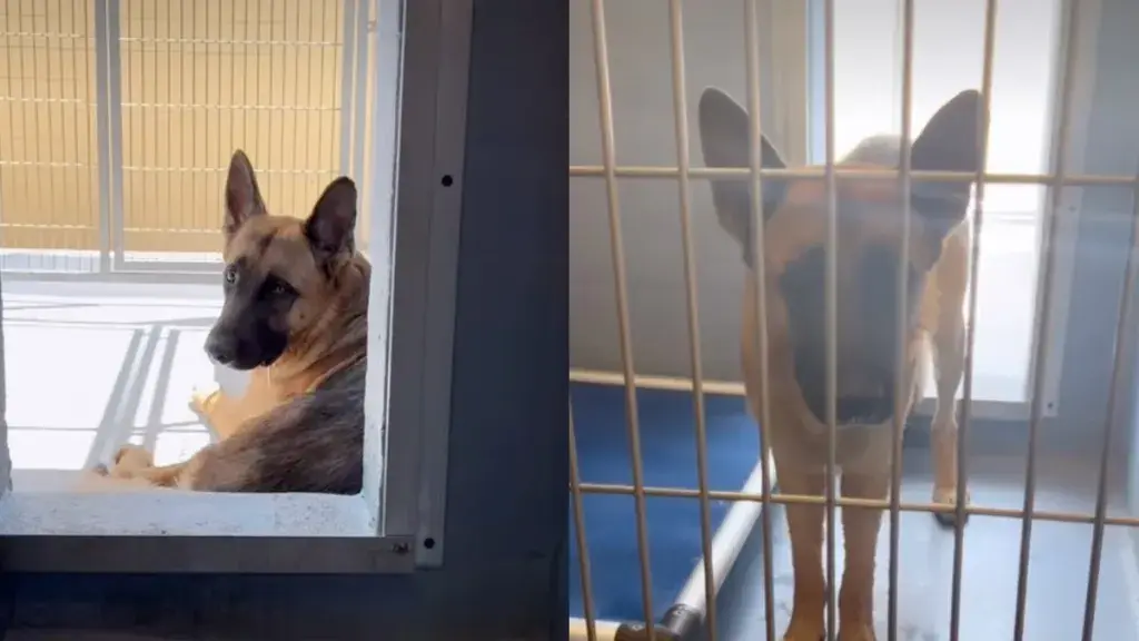 Shelter Dog, Once a "Perfect Cuddler," Now Fights for Life Alone
