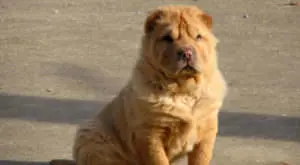 Shar Pei Owners Find Simple Solution for Skin and Coat Issues
