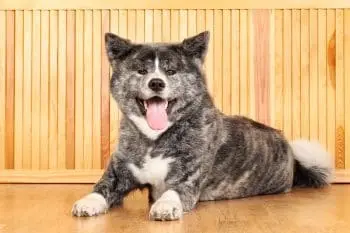 Protecting Akitas From Fleas and Ticks