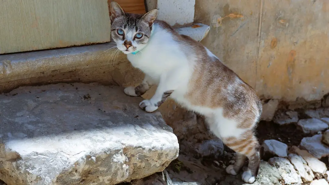 A Rare Four-Eared Cat Finds A New Home In Pittsburgh