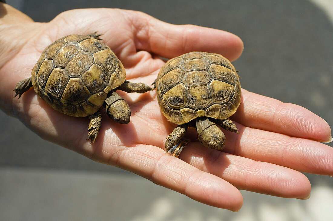 Baz’s hand, palm up, holding two very small and adorable turtles
