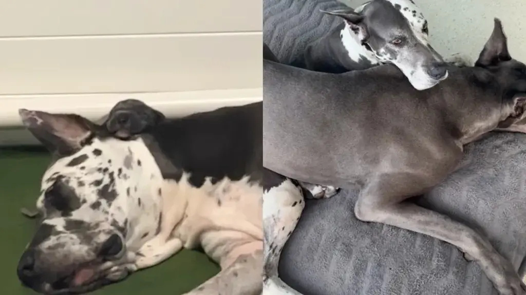 A Great Dane's Unwavering Bond with His Mama