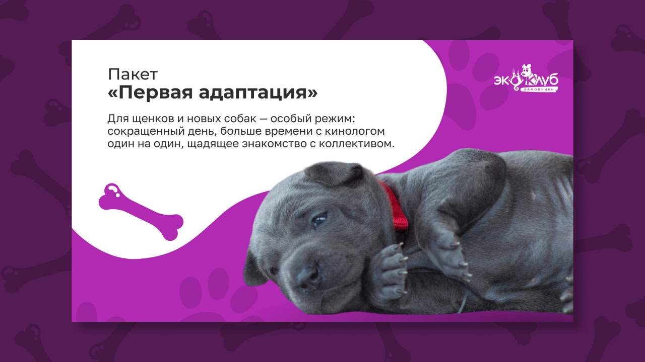 Собаки в ЗооСаду
