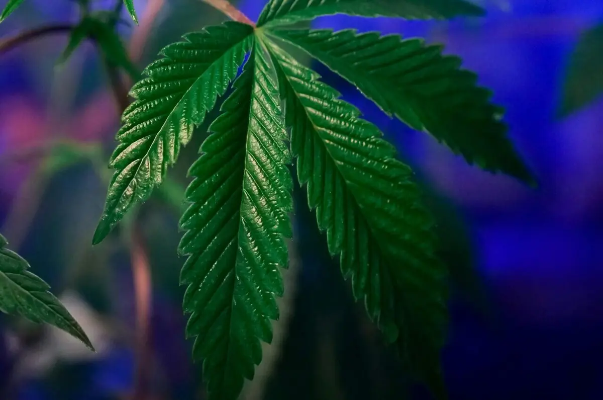 Cannabis Compounds May Aid Metabolic Health During Weight Loss
