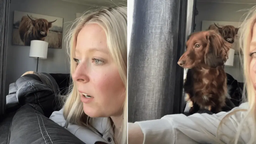Tiny Dog’s Investigative Skills Delight Online