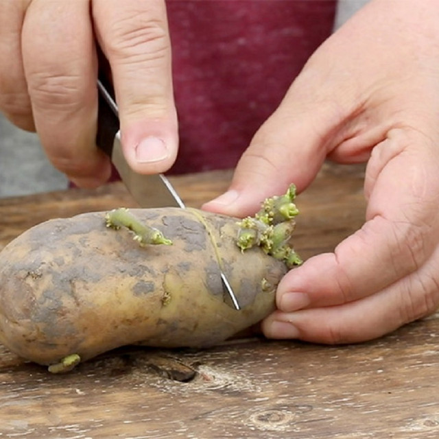Grow your Potato Plant at home, and use the fresh potatoes in your meals. The Garden Gate experts suggest there are two ways to plant potatoes and to get the best harvest. https://www.gardengatemagazine.com/articles/vegetables/edible-plant-guide/how-to-grow-potatoes-you-can-harvest-from-summer-to-fall/