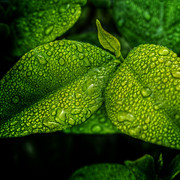 leaf-1001679-1920-01