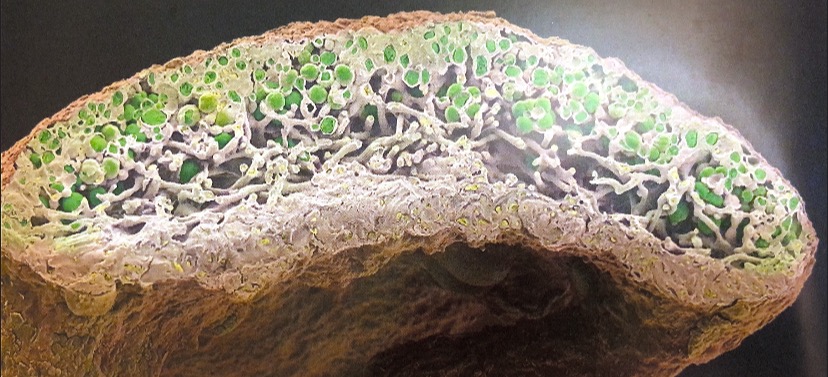Close-up of Lichen