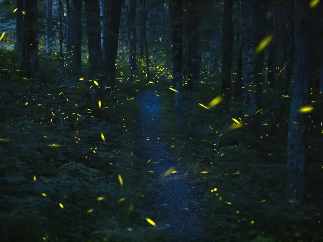 fireflies.webp
