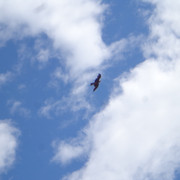 DSC00698