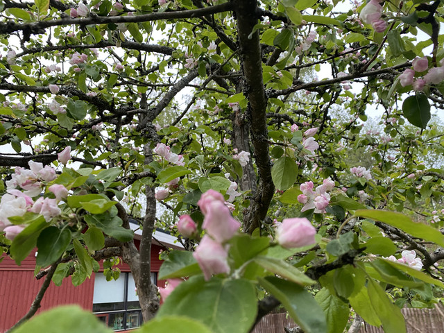 B136-DD51-8-FBD-421-C-B6-F1-4-DCF5-D86-E