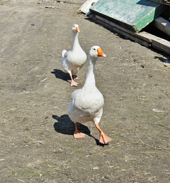 IMG-6943-5