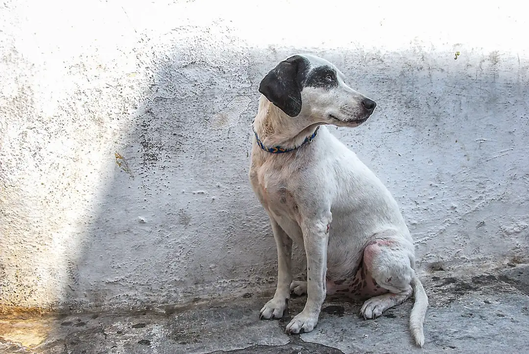 Shelter Dog's Tail Amputated Due to Excessive Wagging