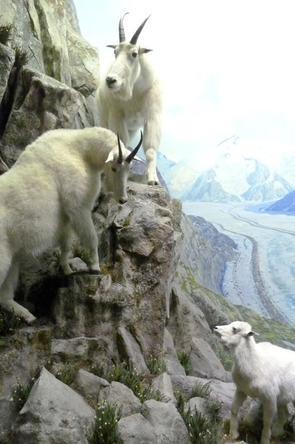 Mountain Goat.jpg