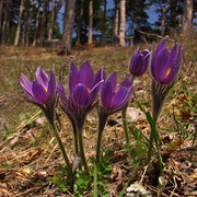 IMG-0393