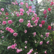 Harlow Carr