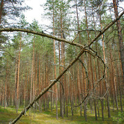 may19-woods-03